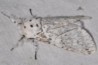 Cerura erminea