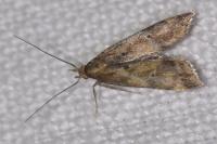 Brachmia blandella