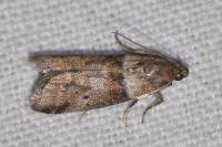 Acrobasis consociella