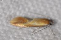 Batia lunaris