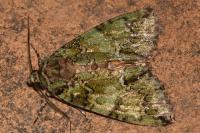 Polyphaenis sericata