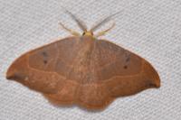 Watsonalla binaria