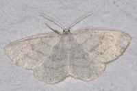 Cabera exanthemata