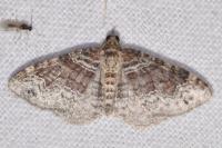 Xanthorhoe ferrugata/spadicearia