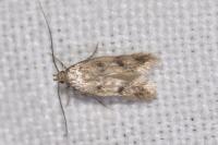 Borkhausenia nefrax