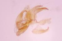 Borkhausenia nefrax
