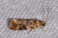 Lobesia reliquana