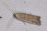 Phycitodes inquinatella
