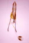 Phycitodes inquinatella