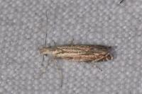 Isophrictis corsicella