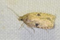 Agonopterix arenella