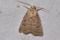 Hoplodrina ambigua