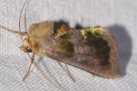 Diachrysia chrysitis