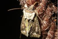 Allophyes oxyacanthae