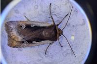 Ochropleura plecta