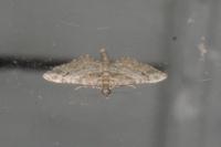 Gymnoscelis rufifasciata