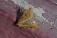 Udea ferrugalis