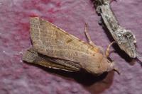 Agrochola lychnidis