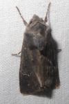 Aporophyla nigra