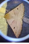 Crocallis elinguaria
