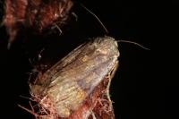 Peridroma saucia