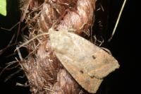 Leptologia lota