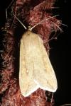 Mythimna unipuncta