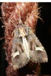 Trigonophora flammea