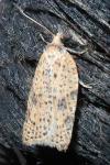 Acleris ferrugana/notana