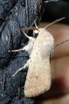Orthosia cruda