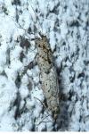 Diurnea fagella