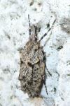 Diurnea fagella