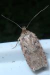 Agonopterix ciliella/heracliana