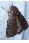 Cerastis rubricosa