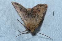 Conistra rubiginea