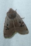 Conistra rubiginosa