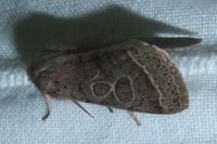 Orthosia cerasi