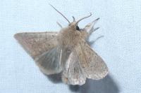 Orthosia cruda