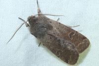 Orthosia cruda