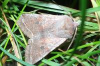 Orthosia incerta