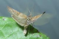 Tortricodes alternella