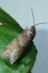 Tortricodes alternella