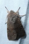 Orthosia incerta