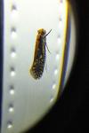 Monopis crocicapitella