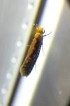 Monopis crocicapitella