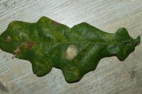 Tischeria ekebladella