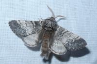 Drymonia ruficornis