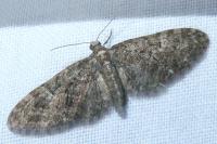 Eupithecia abbreviata