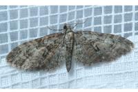 Eupithecia abbreviata