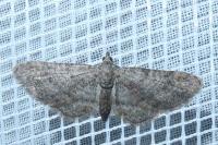 Gymnoscelis rufifasciata